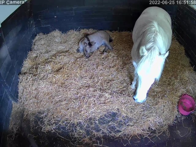 Horses And Foaling - Image 58