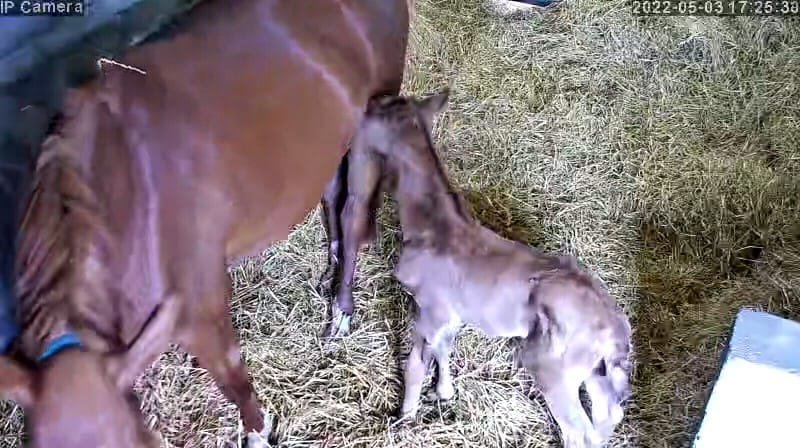 Horses And Foaling - Image 59