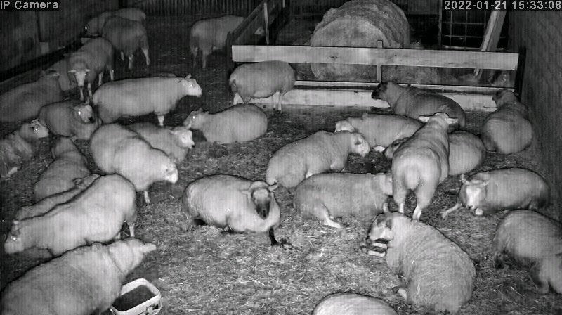 Sheep And Lambing - Image 2