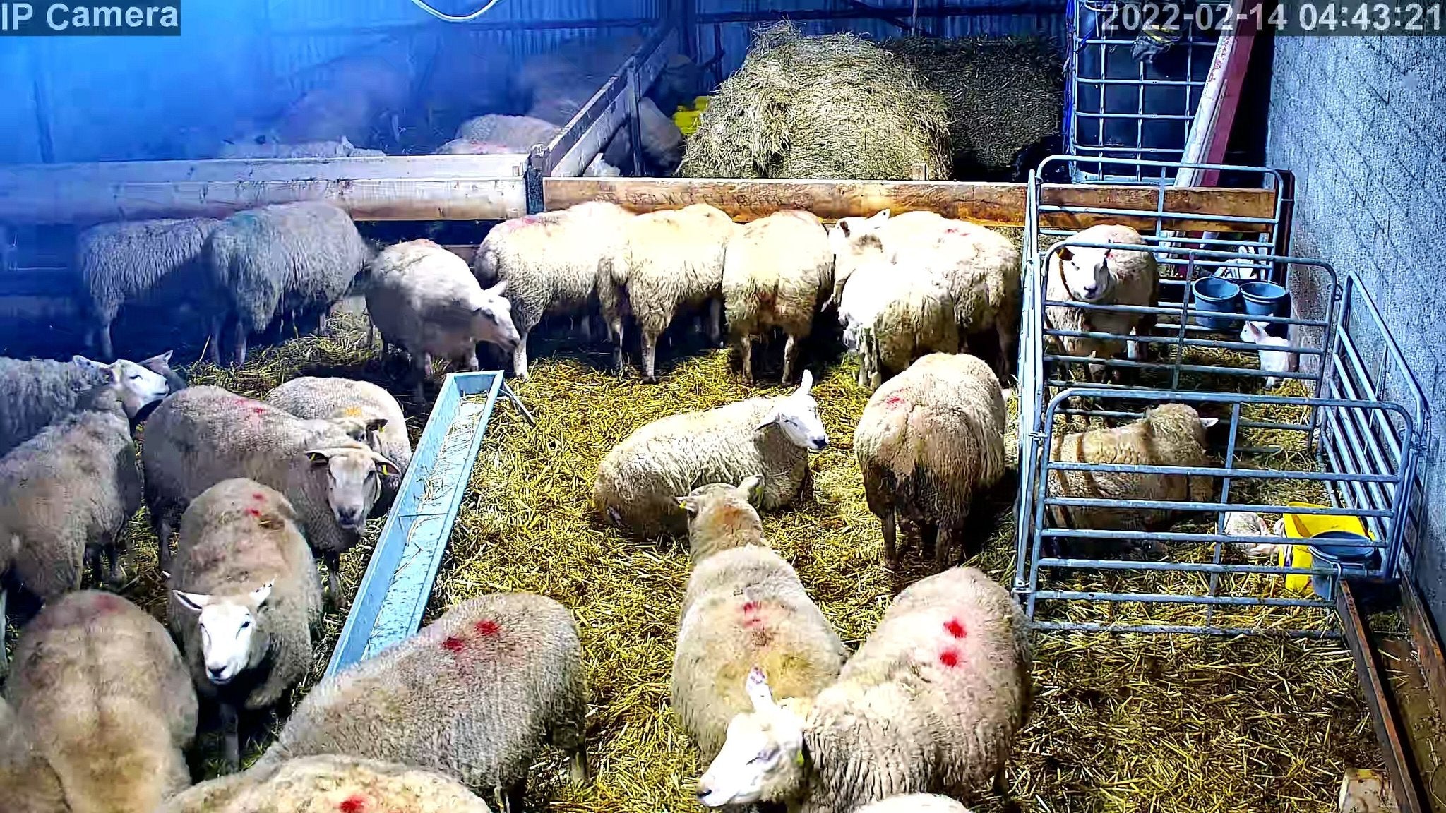 Sheep And Lambing - Image 3
