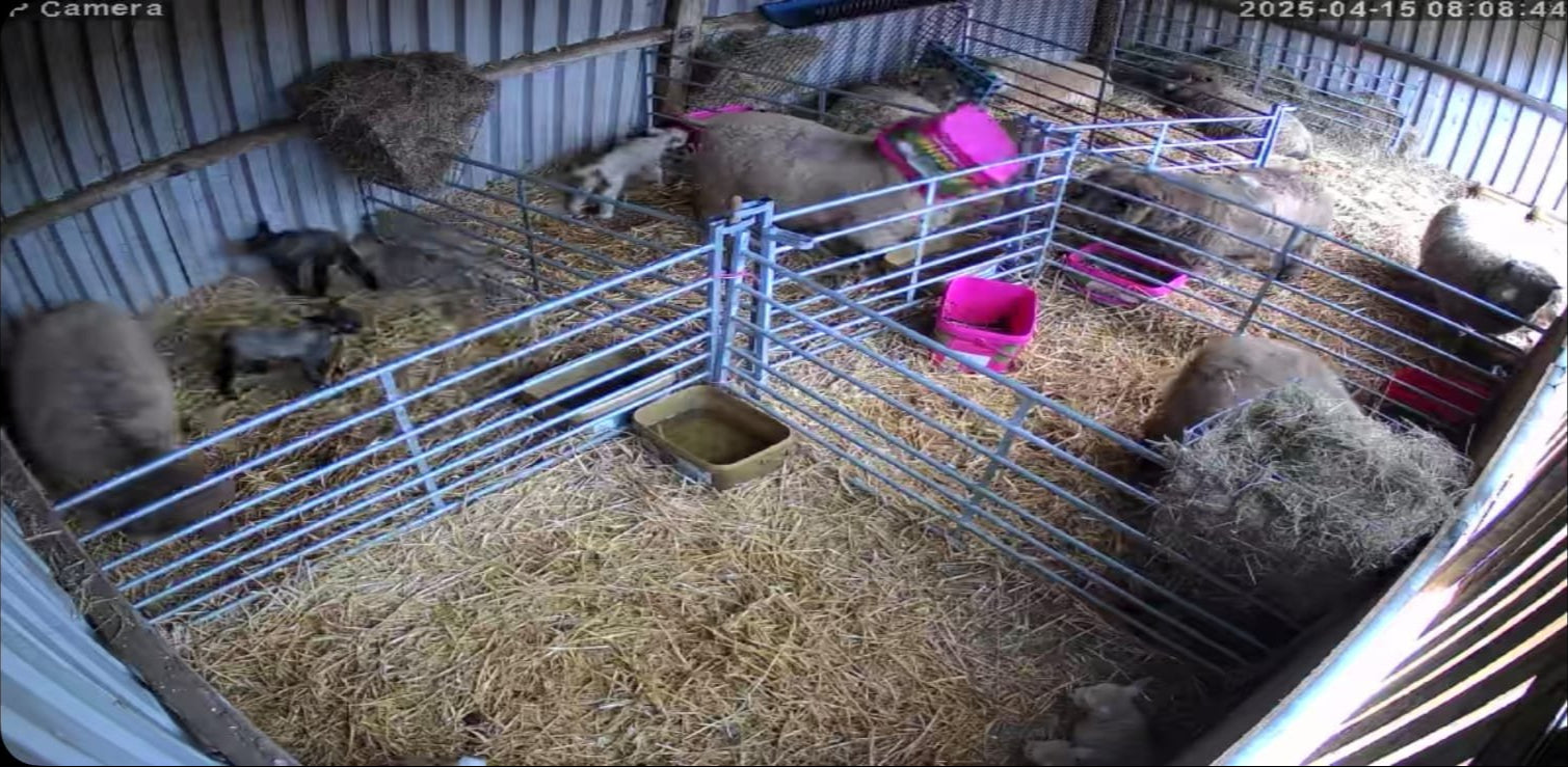 Sheep And Lambing - Image 4
