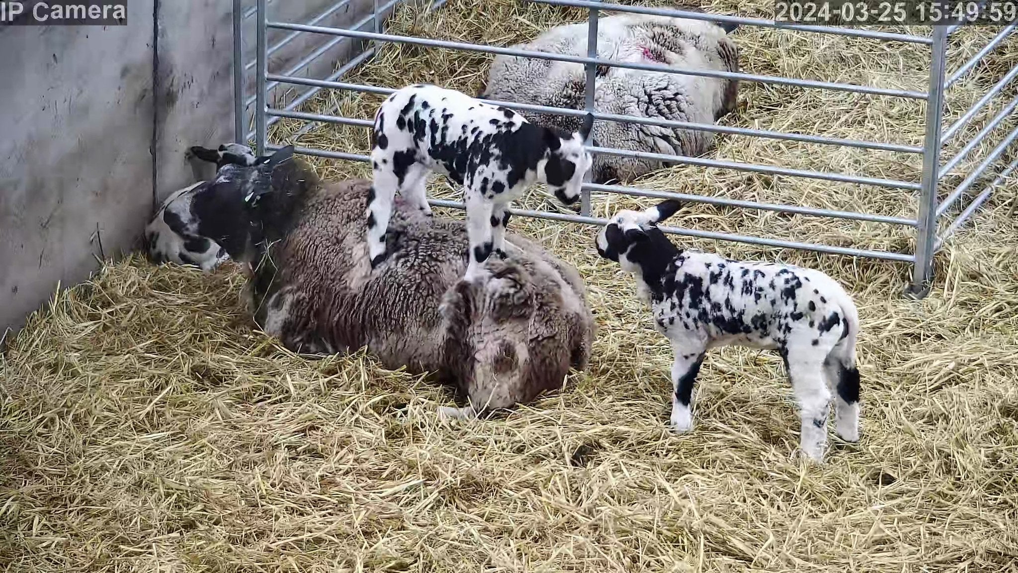 Sheep And Lambing - Image 5