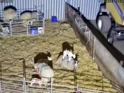 Sheep And Lambing - Image 6
