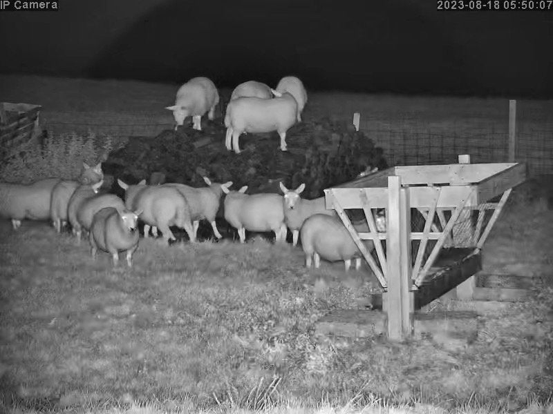 Sheep And Lambing - Image 8