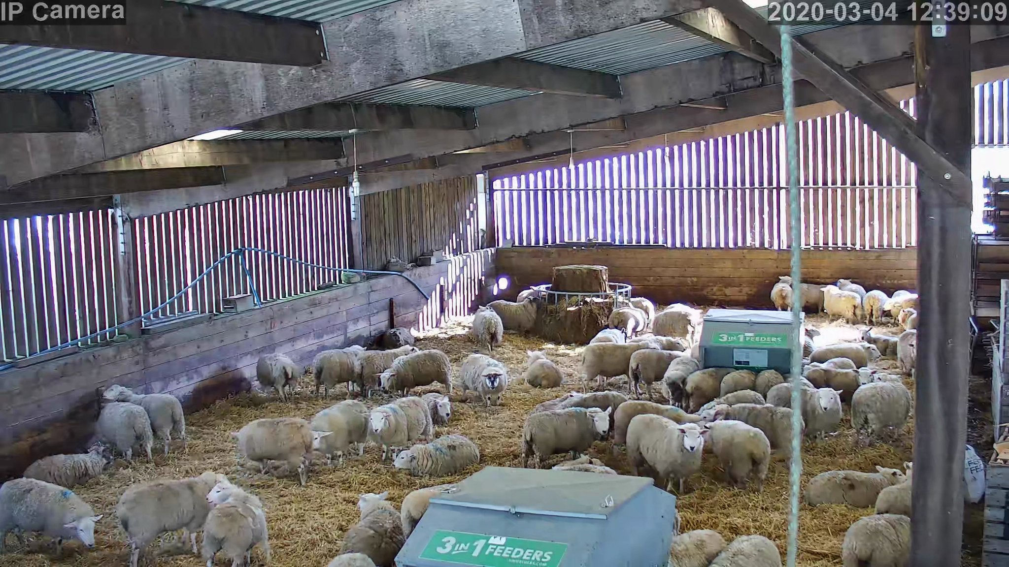 Sheep And Lambing - Image 9