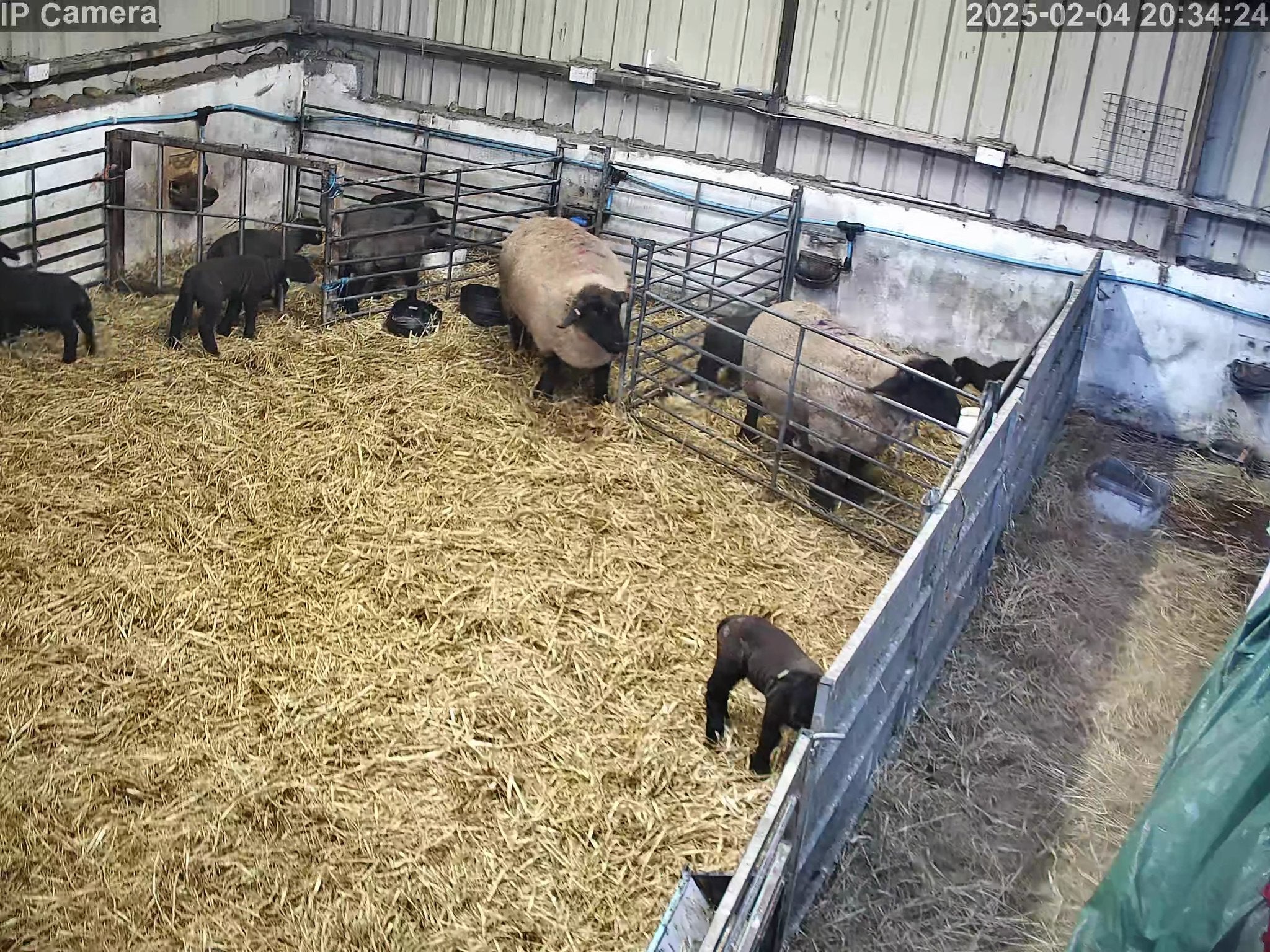 Sheep And Lambing - Image 10