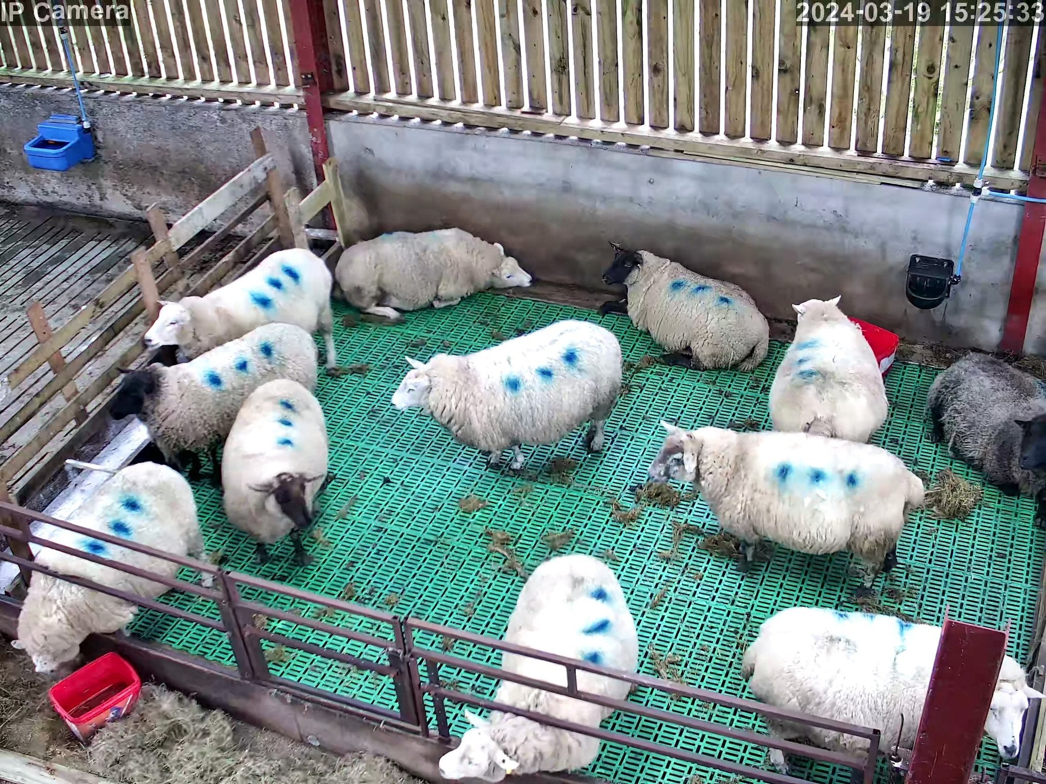 Sheep And Lambing - Image 11