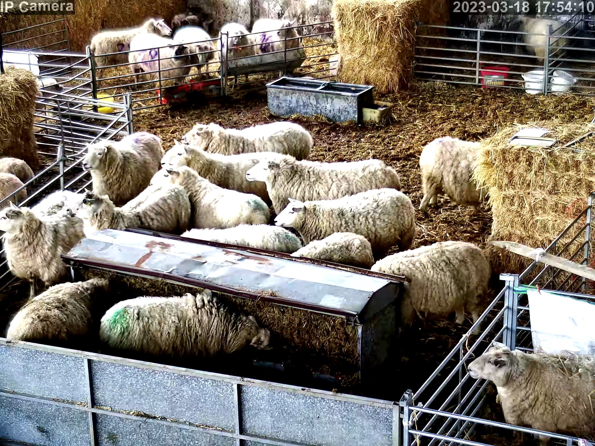 Sheep And Lambing - Image 12