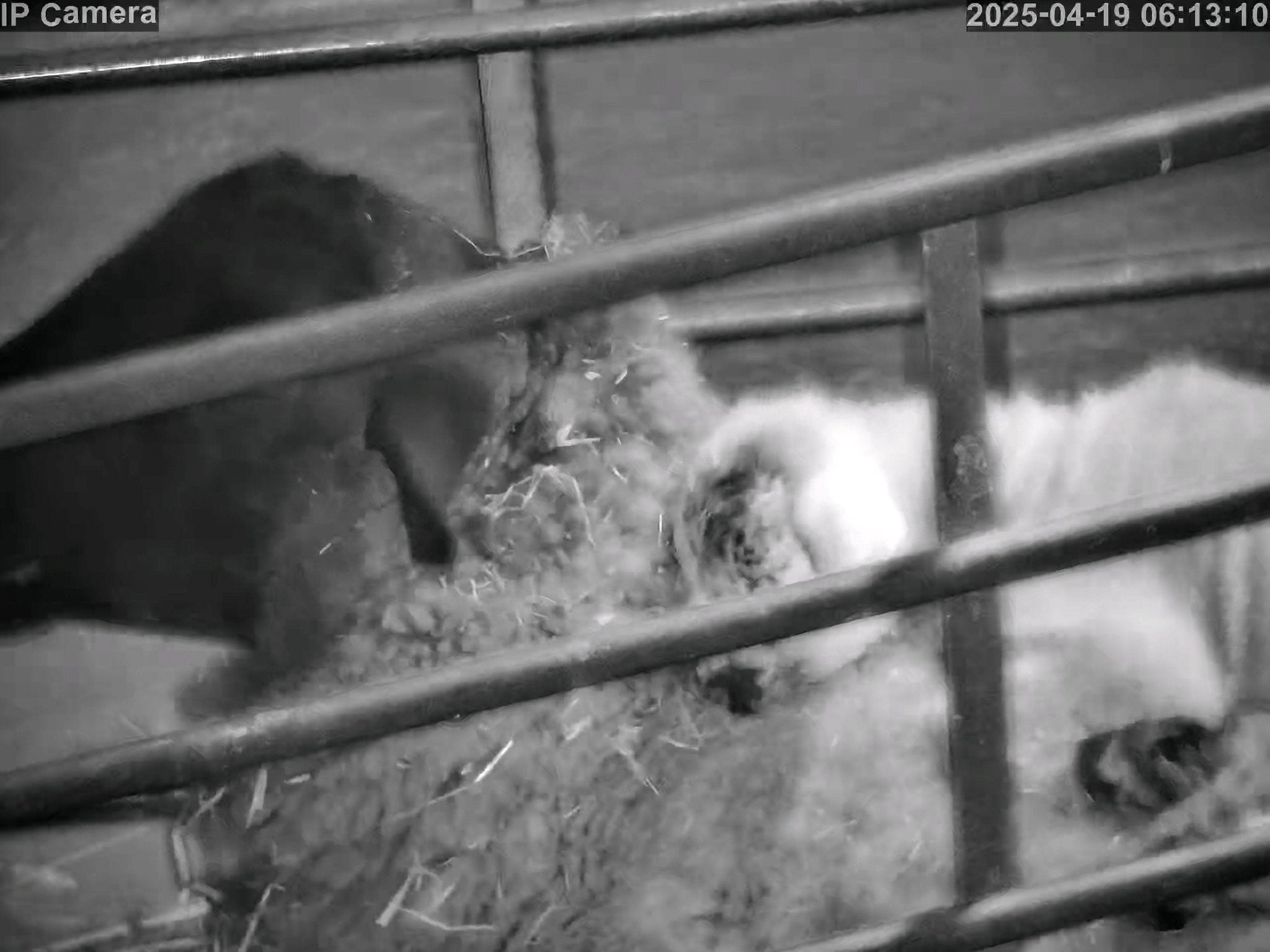 Sheep And Lambing - Image 13