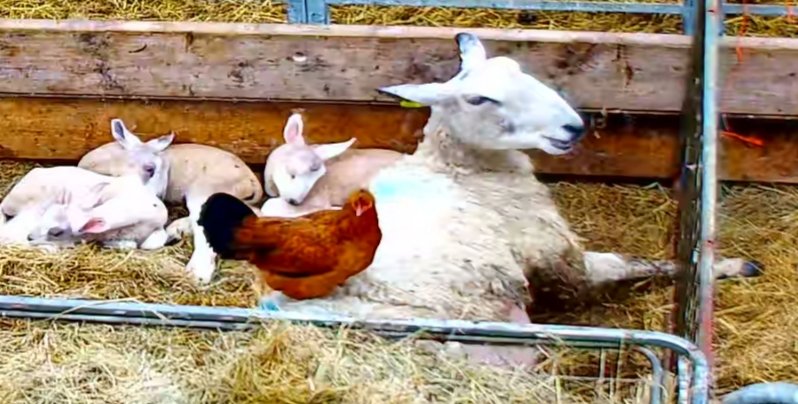 Sheep And Lambing - Image 15