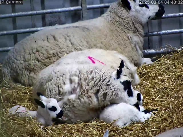 Sheep And Lambing - Image 17