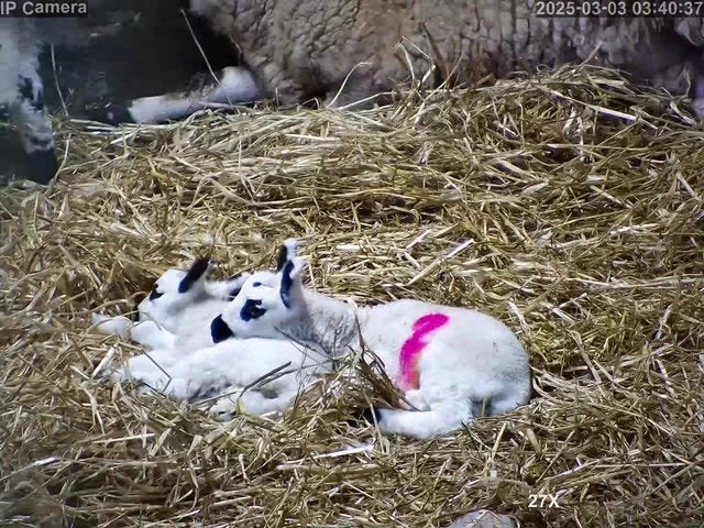 Sheep And Lambing - Image 18