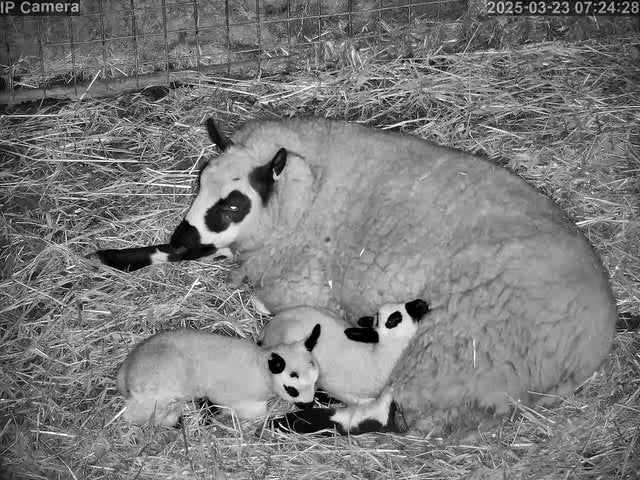 Sheep And Lambing - Image 19