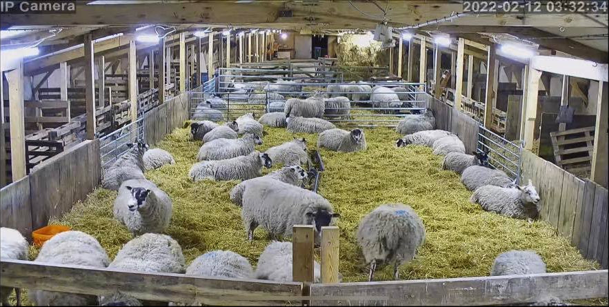 Sheep And Lambing - Image 20