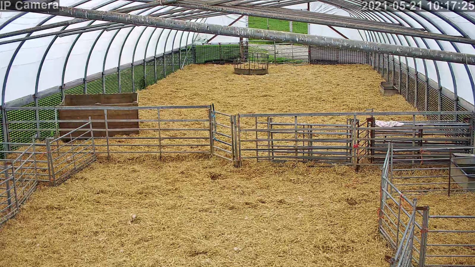 Sheep And Lambing - Image 21