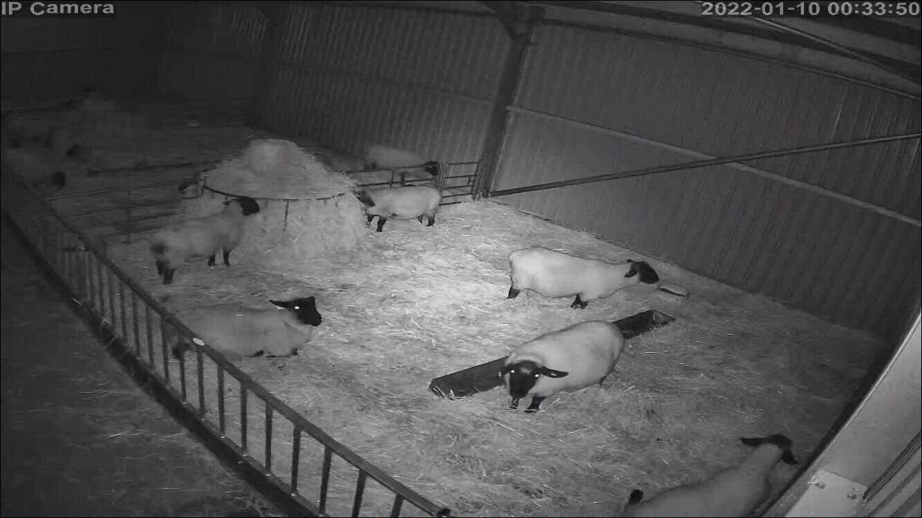 Sheep And Lambing - Image 22