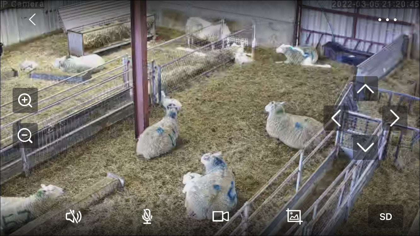 Sheep And Lambing - Image 23
