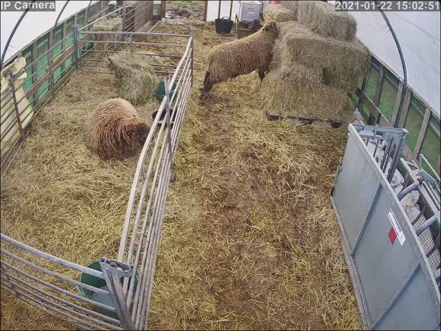 Sheep And Lambing - Image 24