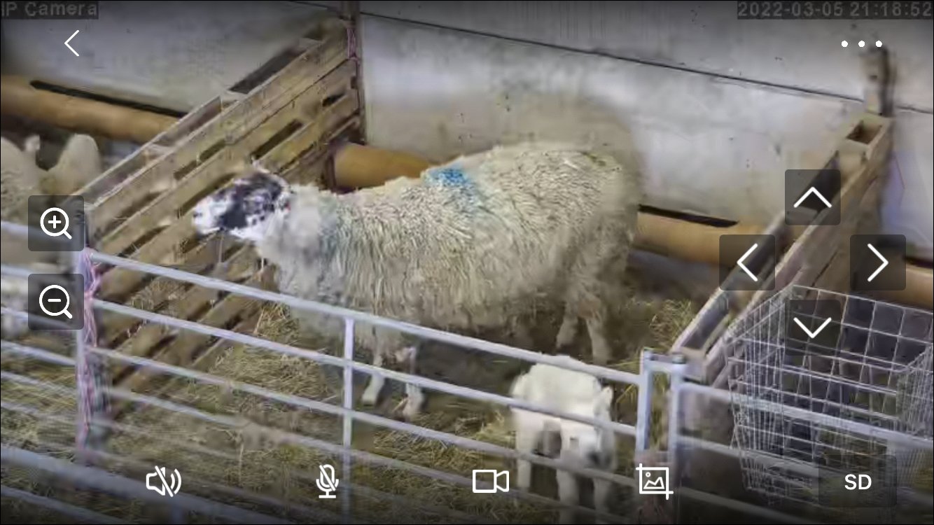 Sheep And Lambing - Image 25