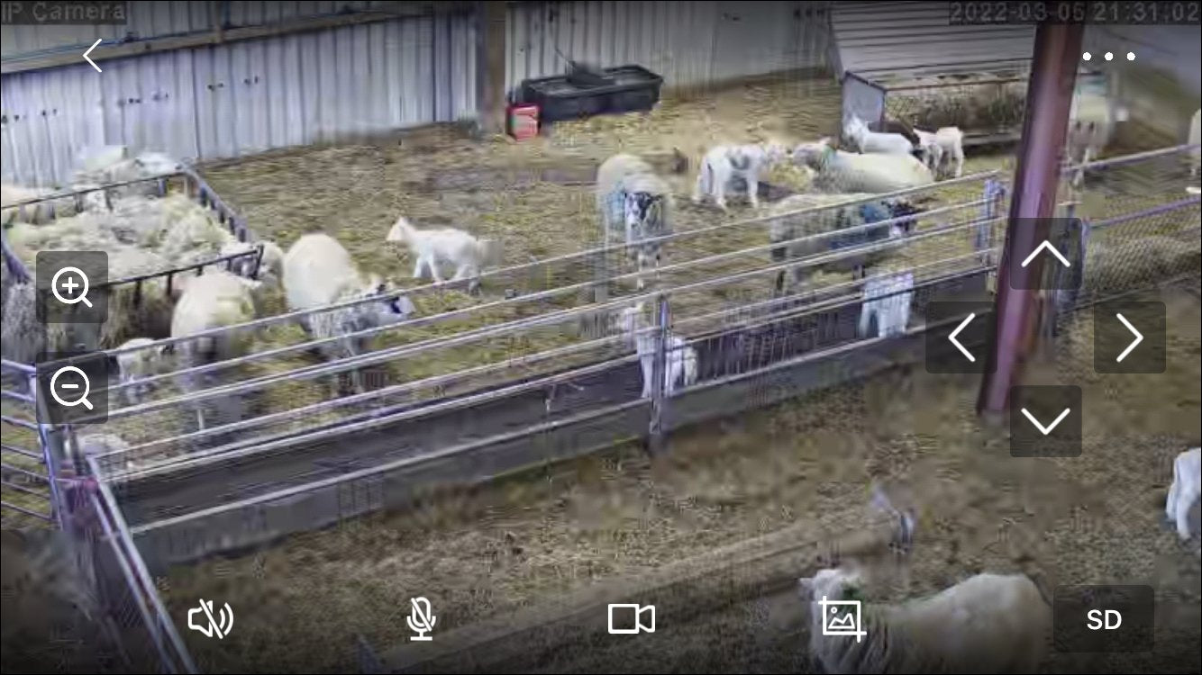 Sheep And Lambing - Image 26