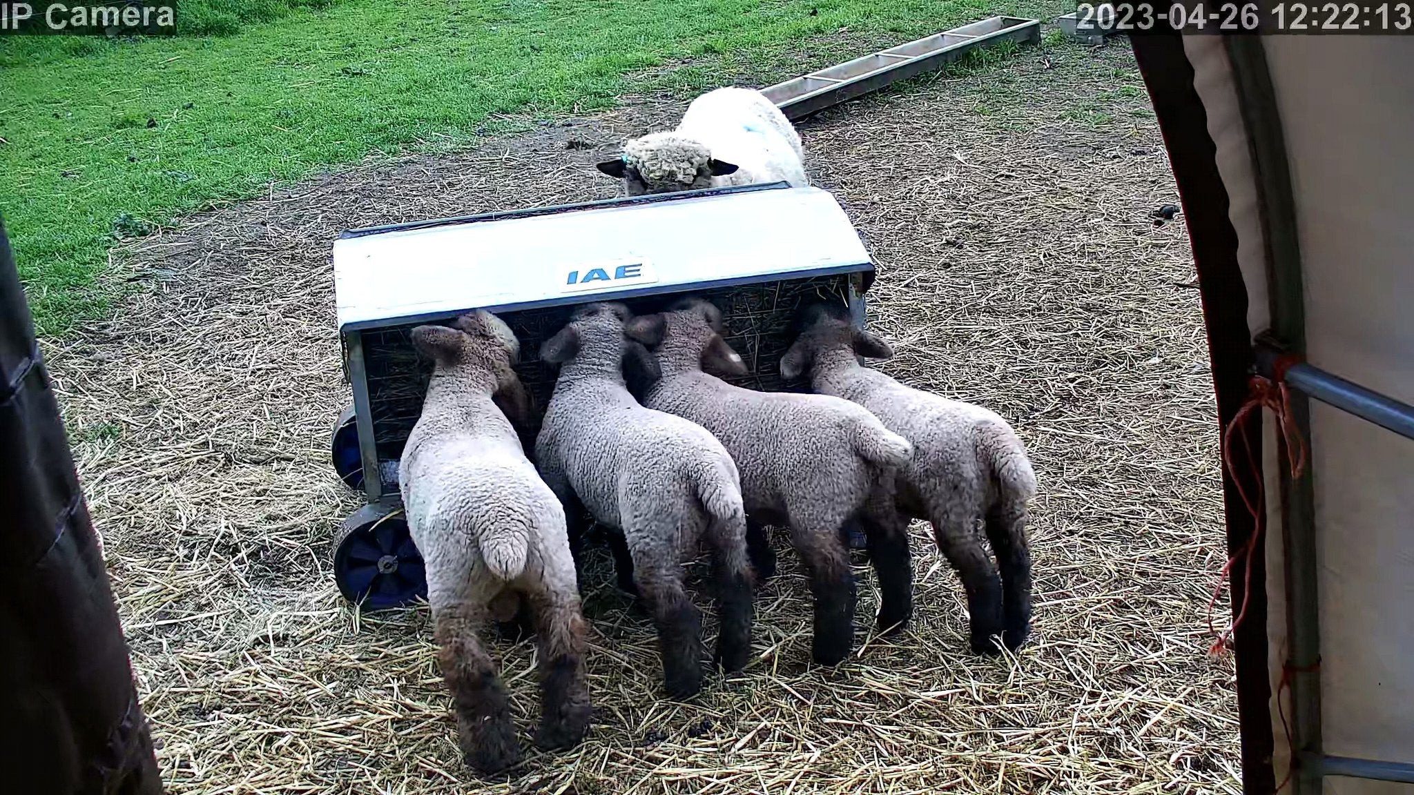 Sheep And Lambing - Image 27