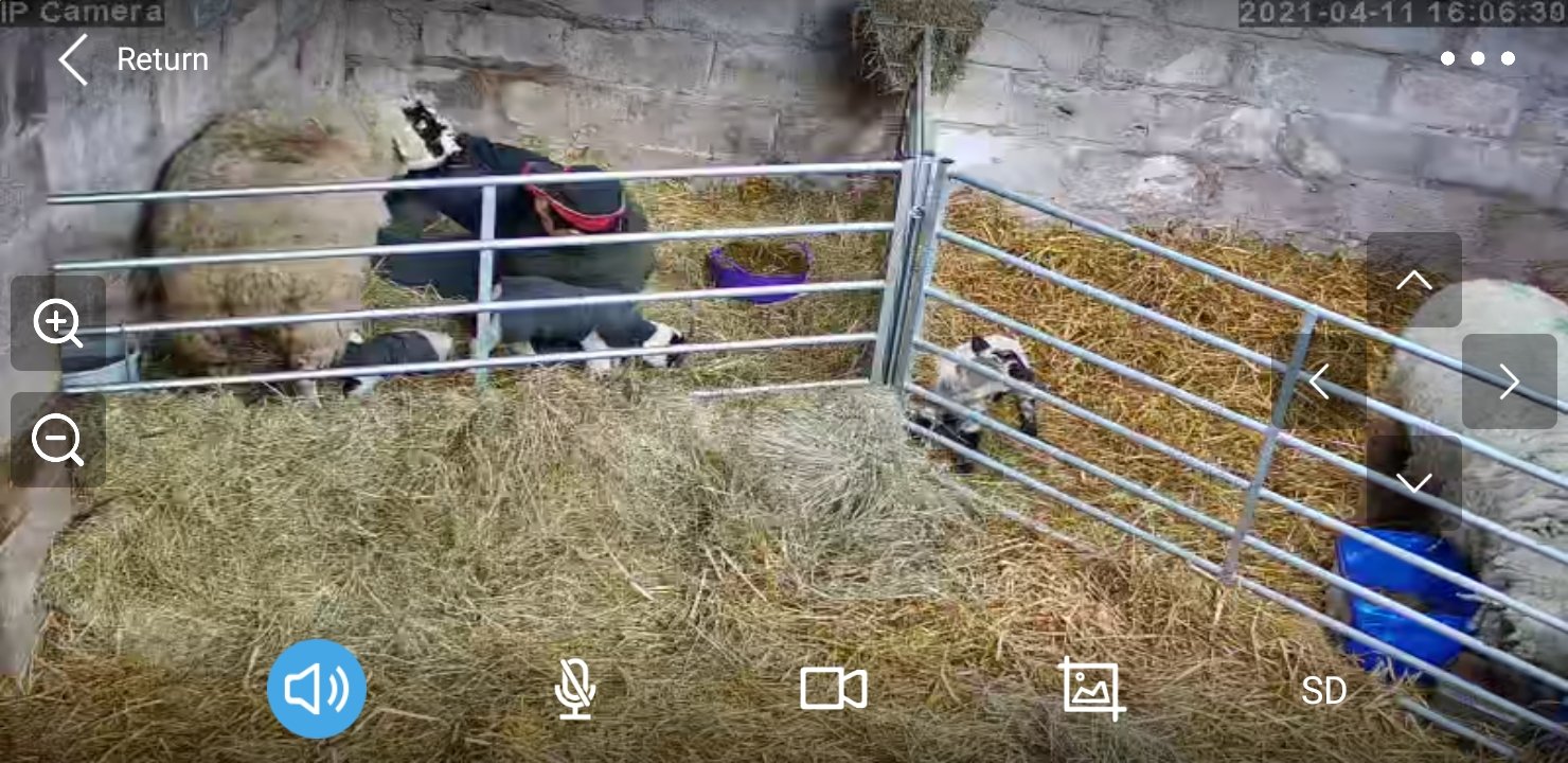 Sheep And Lambing - Image 28