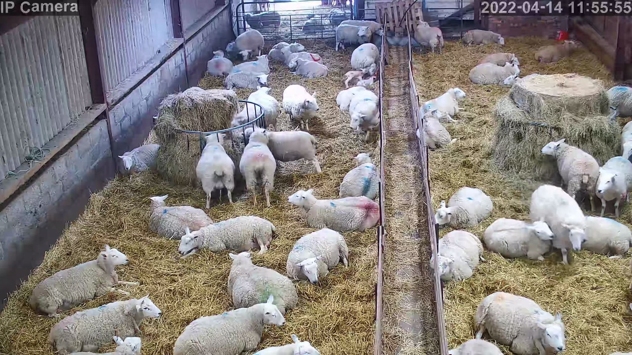 Sheep And Lambing - Image 29