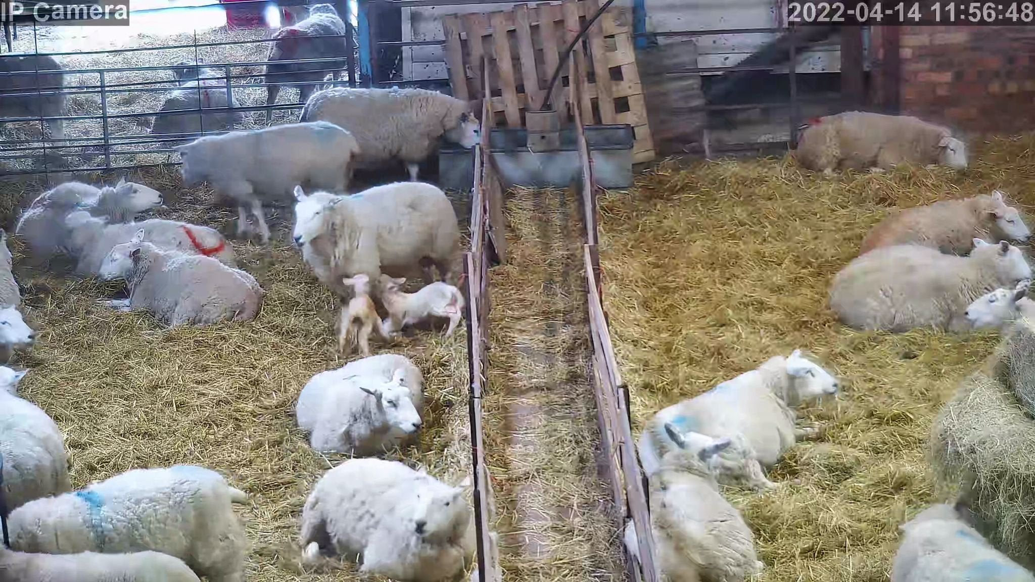 Sheep And Lambing - Image 30