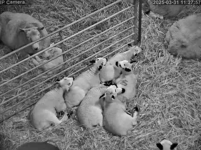 Sheep And Lambing - Image 31