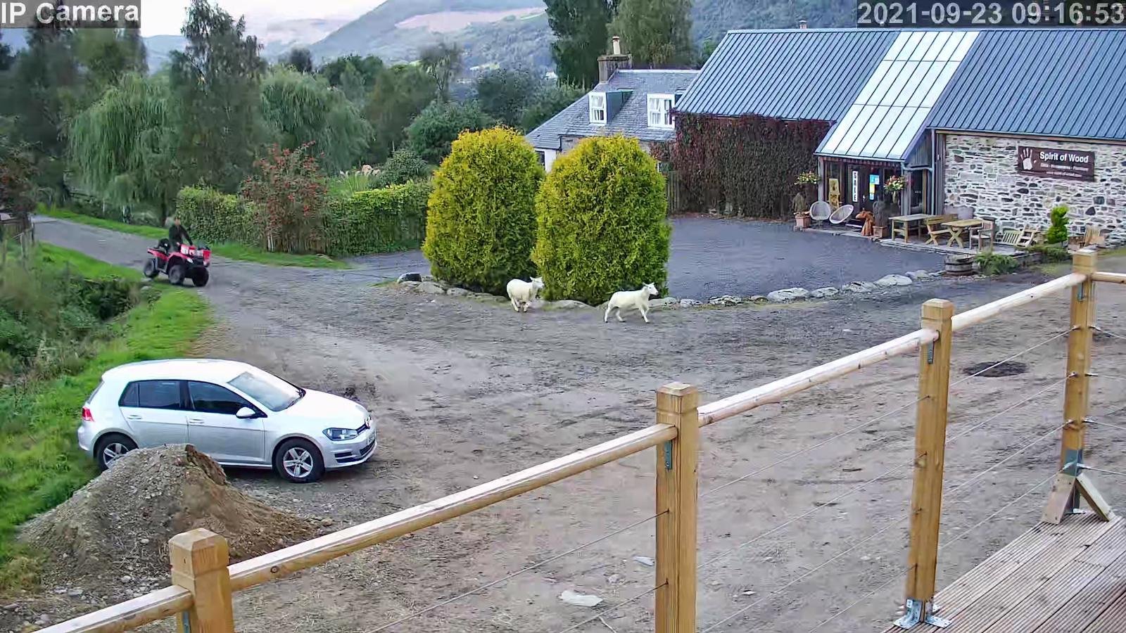 Sheep And Lambing - Image 32