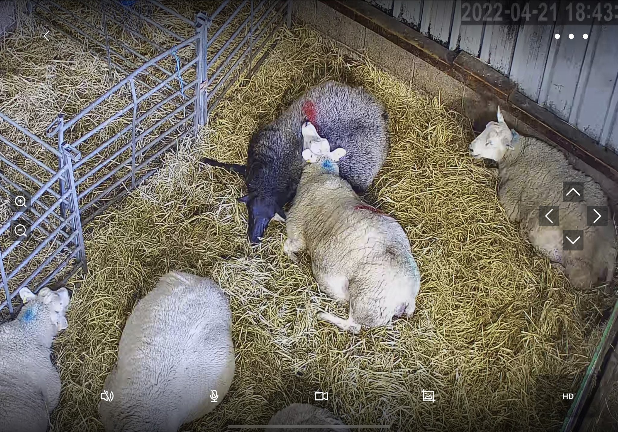 Sheep And Lambing - Image 33