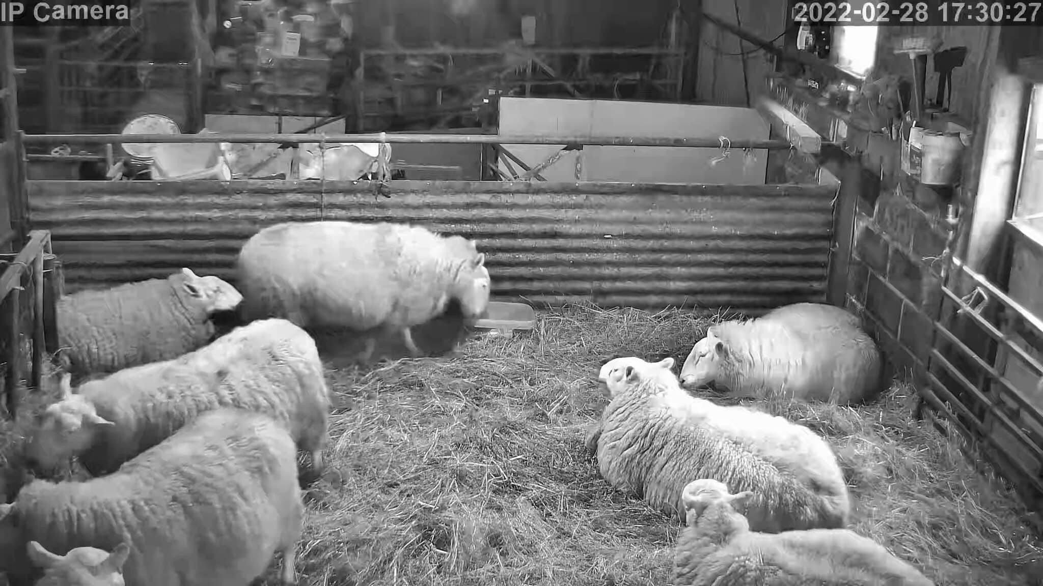 Sheep And Lambing - Image 34