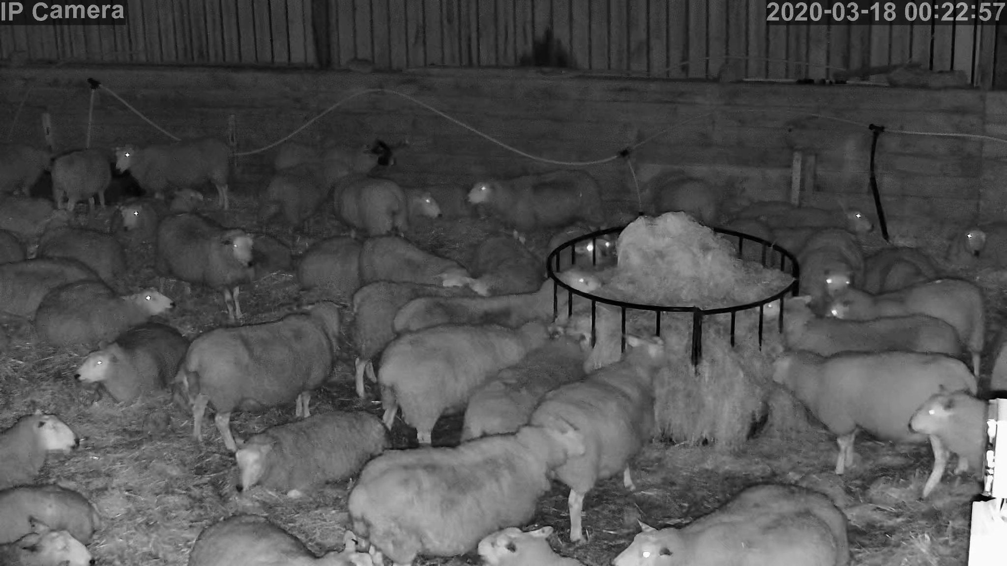 Sheep And Lambing - Image 35