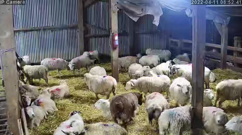 Sheep And Lambing - Image 37