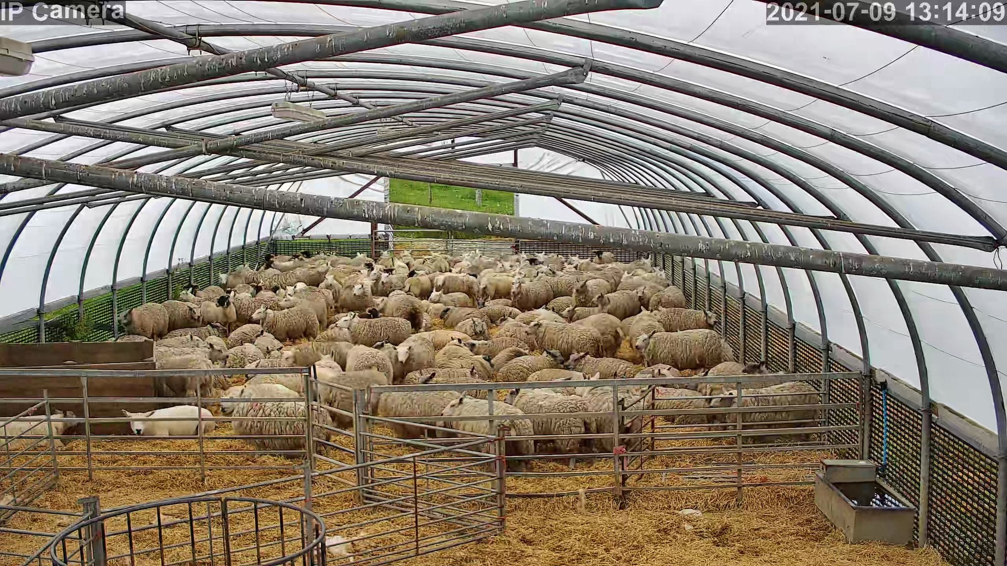 Sheep And Lambing - Image 38