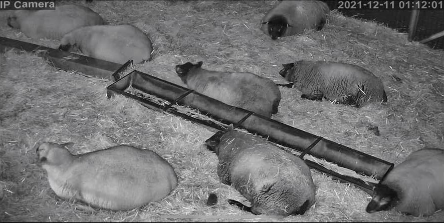 Sheep And Lambing - Image 39