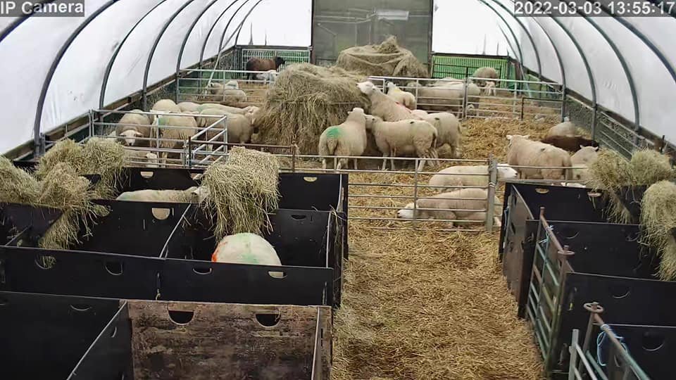 Sheep And Lambing - Image 41