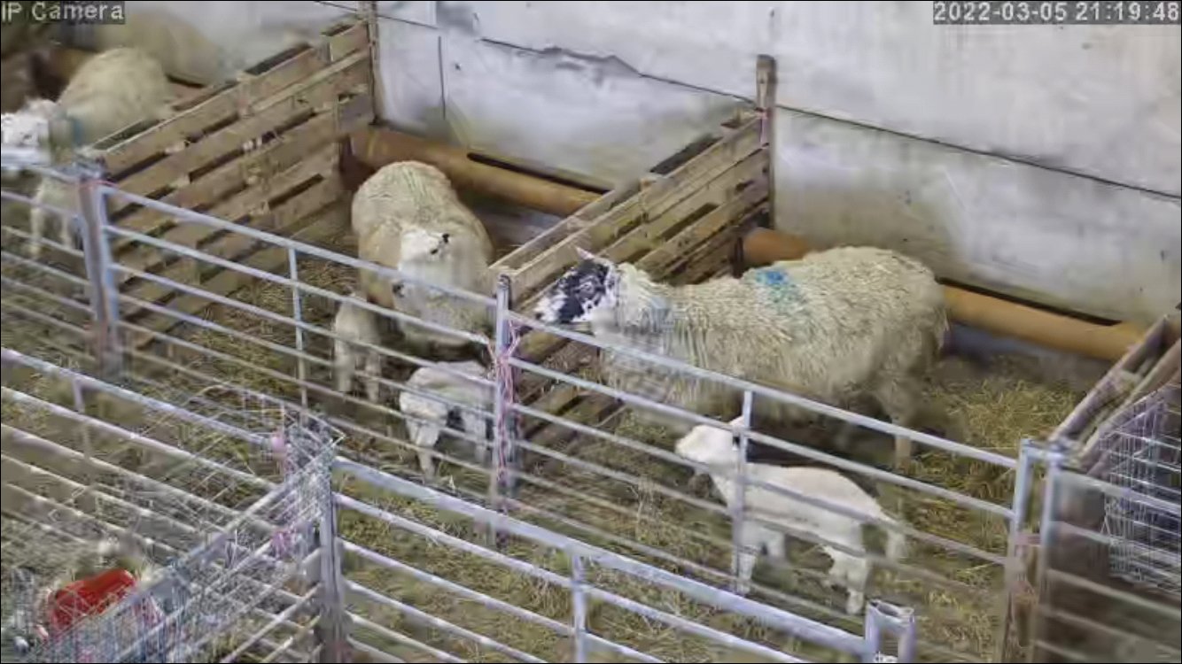 Sheep And Lambing - Image 42