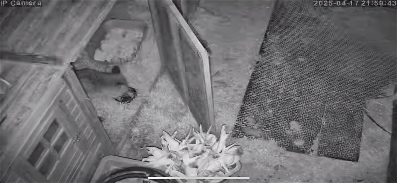 Wildlife - Image 2
