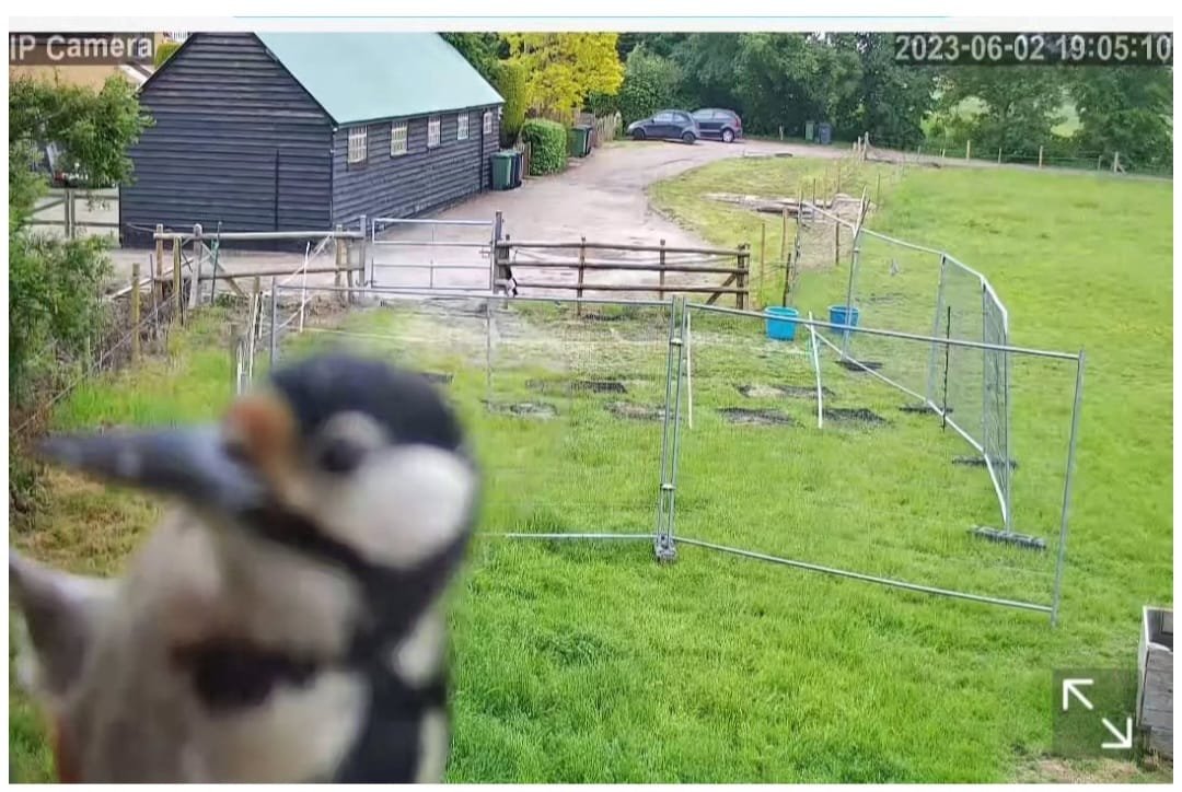 Wildlife - Image 3