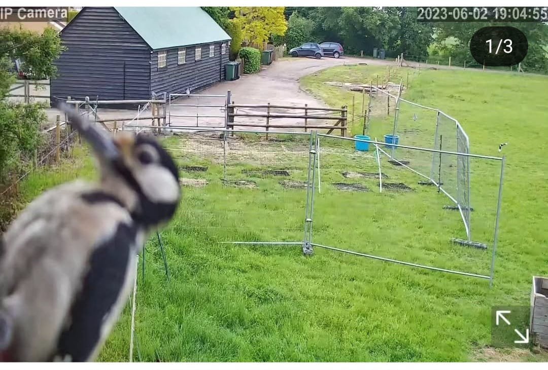 Wildlife - Image 4