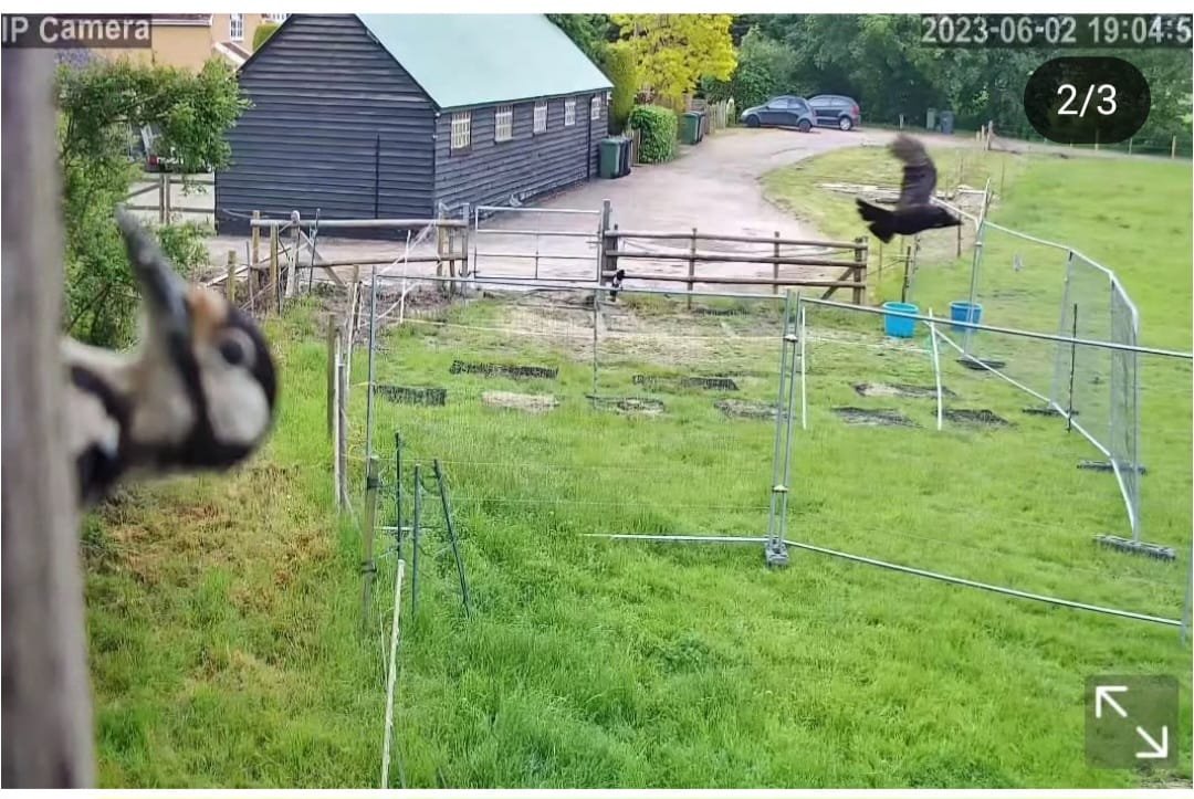 Wildlife - Image 5