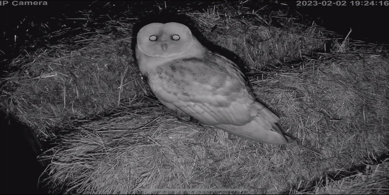 Wildlife - Image 7