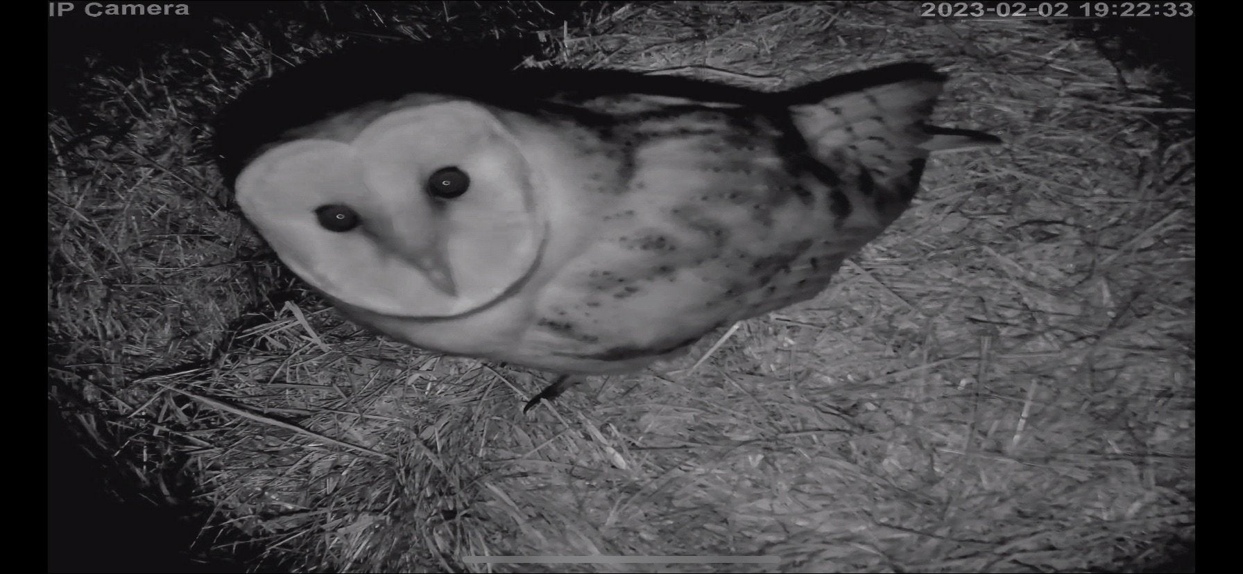Wildlife - Image 8