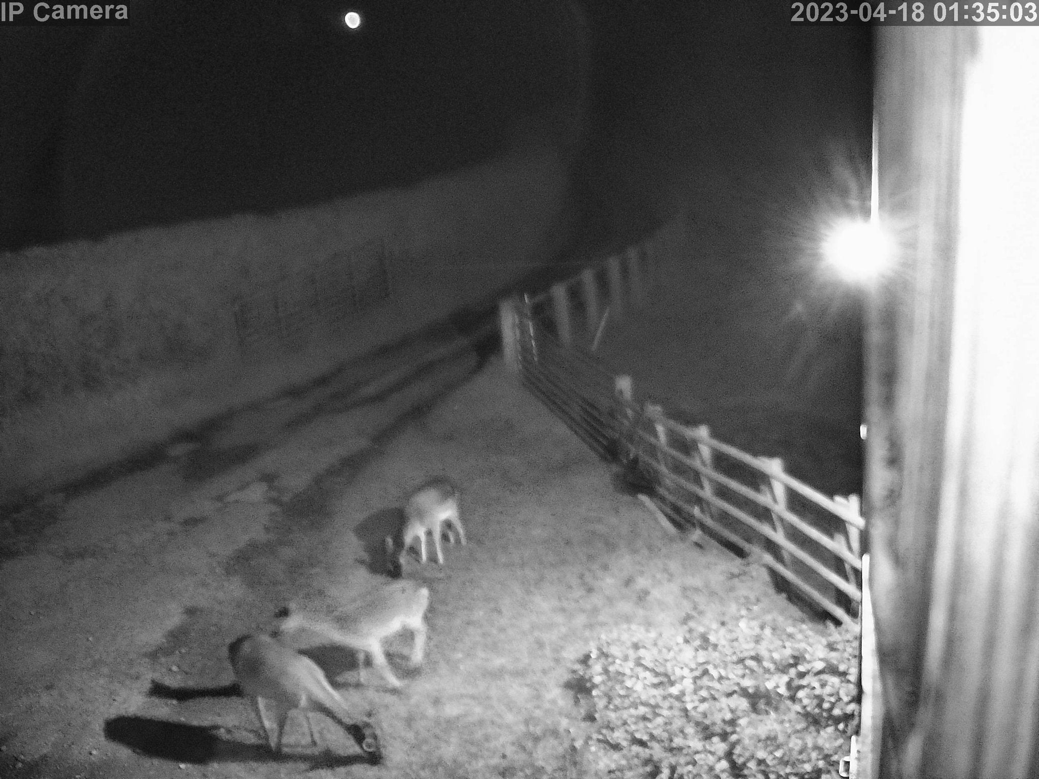Wildlife - Image 9