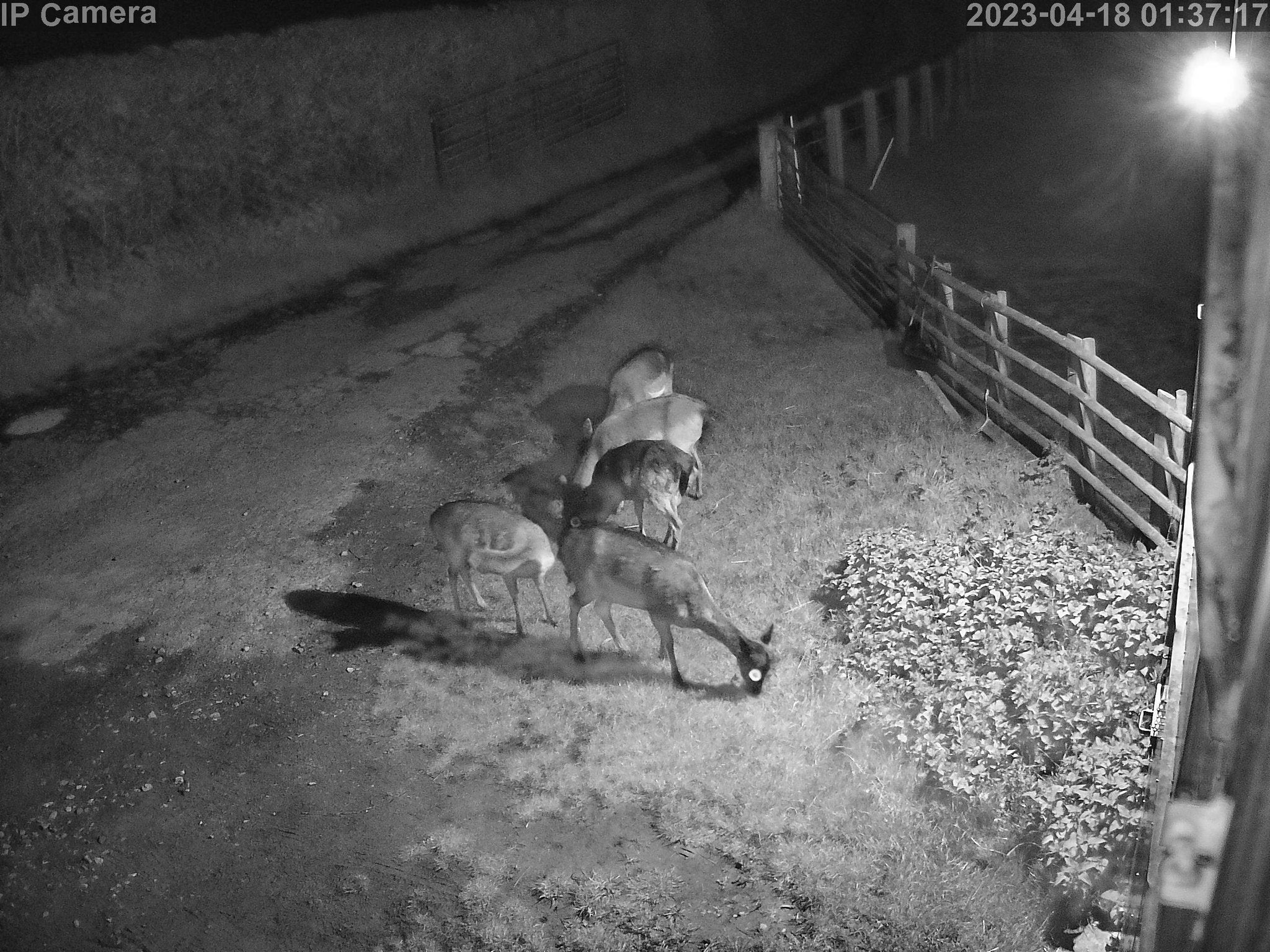 Wildlife - Image 10