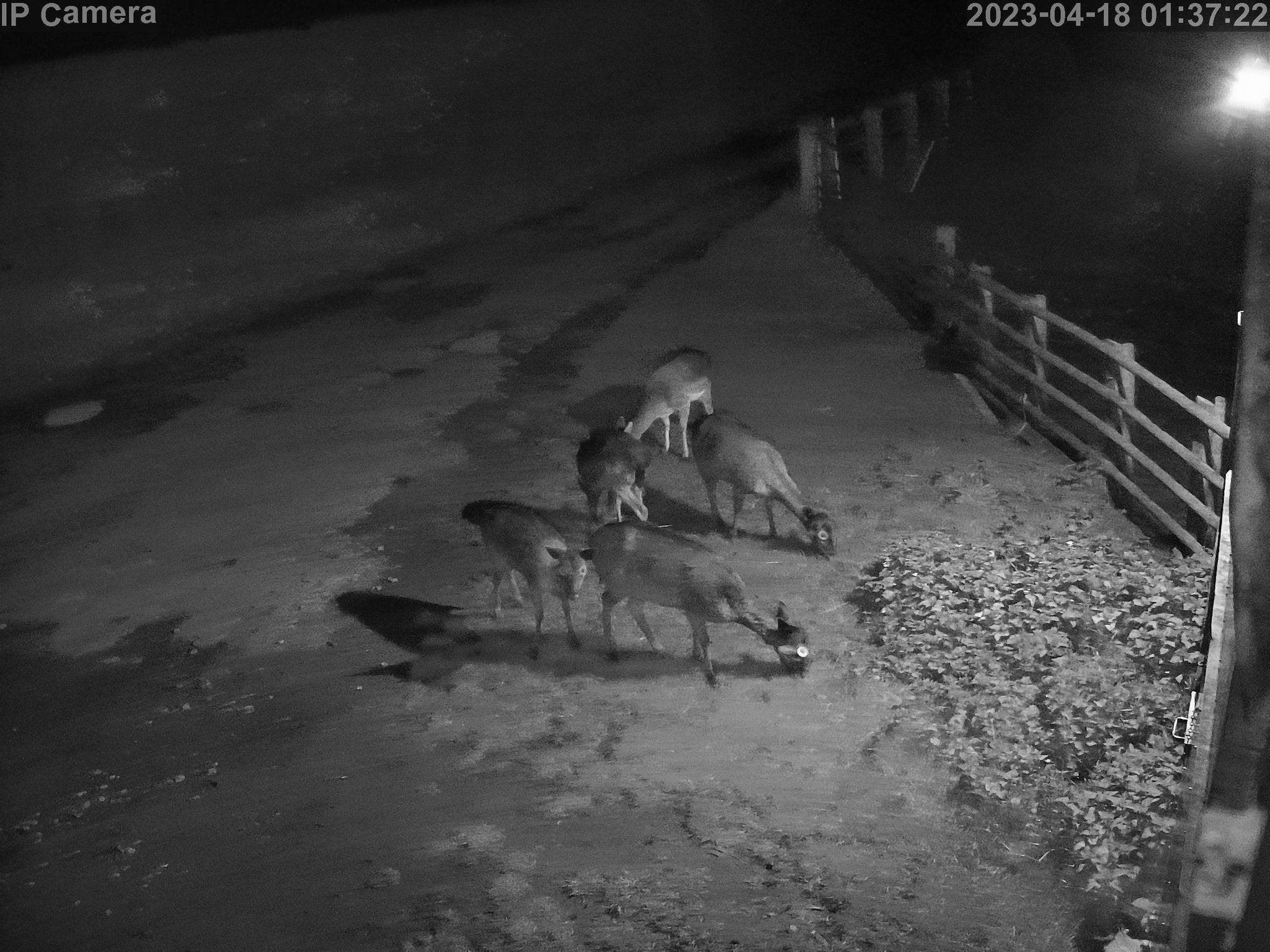 Wildlife - Image 11