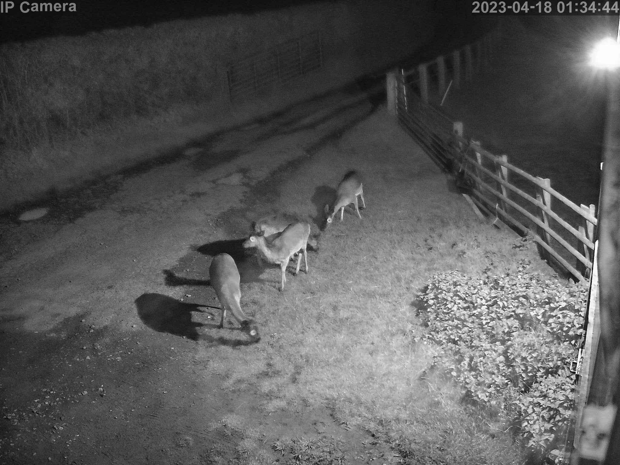 Wildlife - Image 12