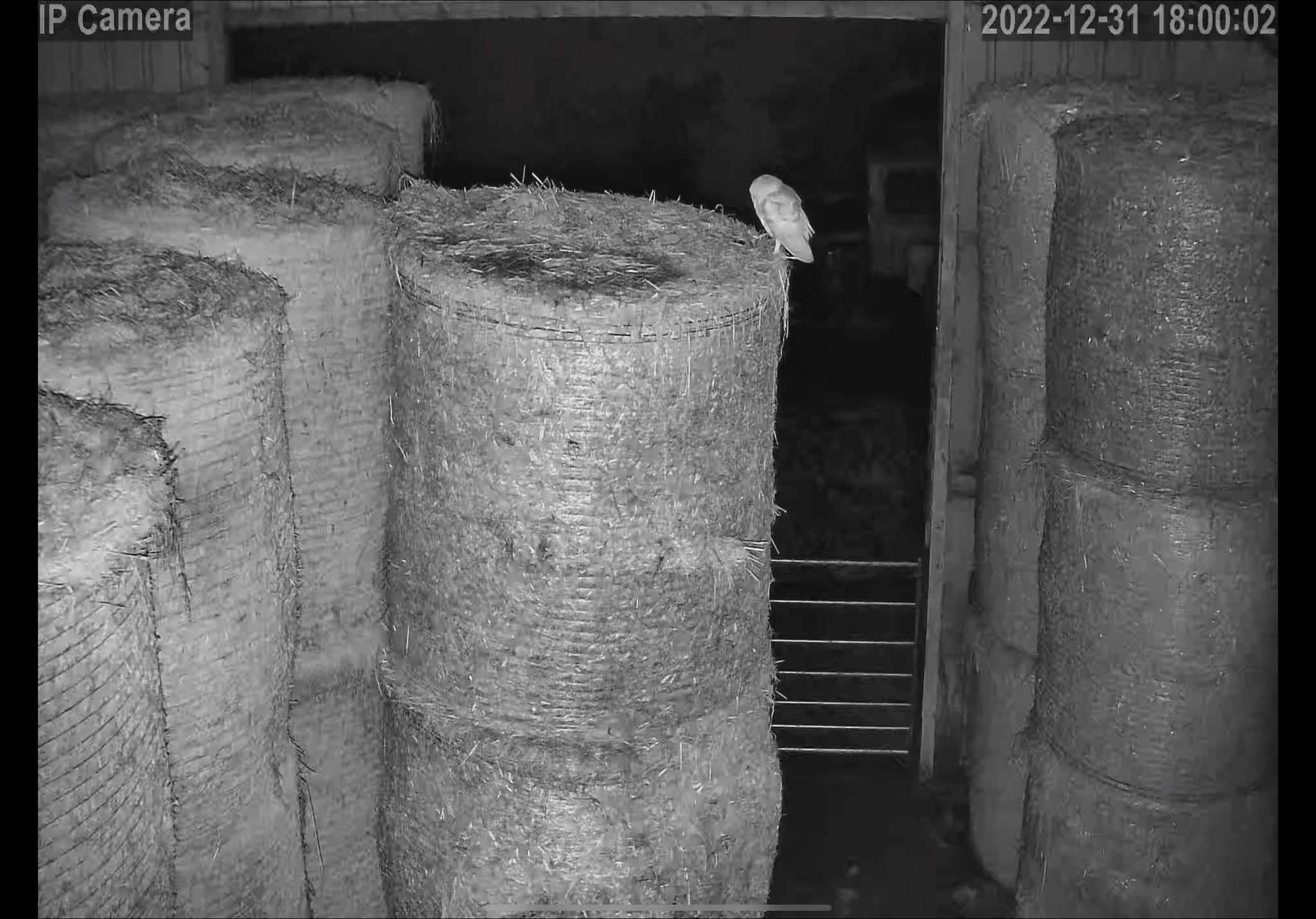 Wildlife - Image 14