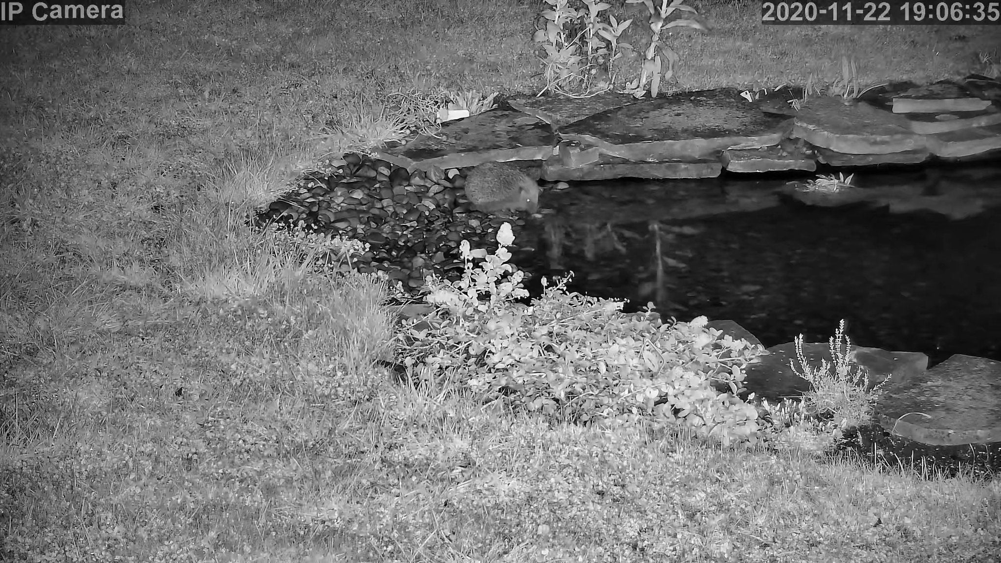 Wildlife - Image 17
